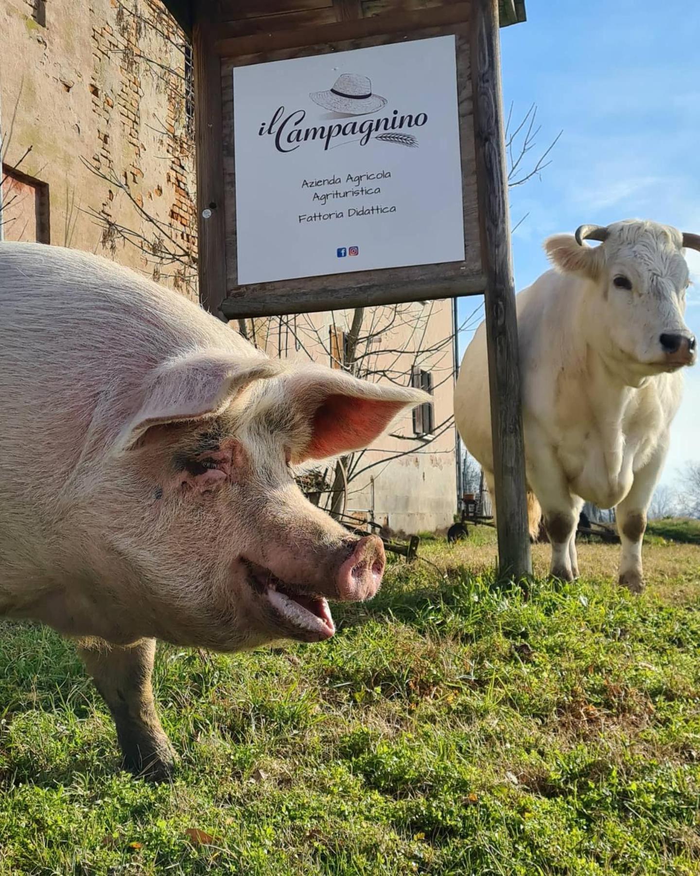 Agriturismo Il Campagnino Cremona Exteriér fotografie
